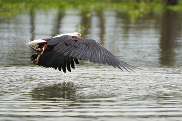 African Fish Sea Eagle Catching Fish Lake Hunting Haliaeetus vocifer