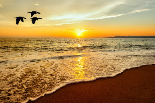 Sunset Ocean Birds Flying
