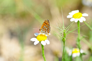 Closeup beautiful butterfly sitting on the flower in a summer garden

