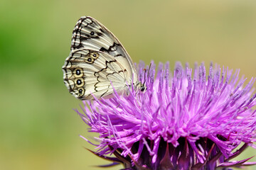 Closeup beautiful butterfly sitting on the flower in a summer garden

