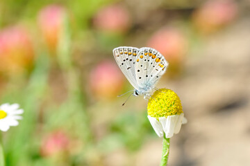 Closeup beautiful butterfly sitting on the flower in a summer garden

