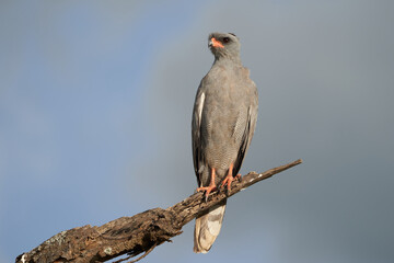 Goshawk eastern pale chanting goshawk or Somali chanting goshawk Melierax poliopterus Dark chanting goshawk Melierax metabates 