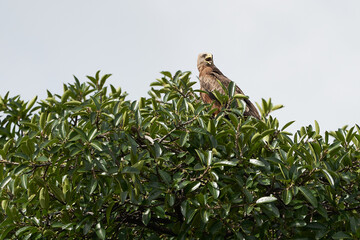 Black kite Portrait Milvus Milvus Ngorongoro Crater 