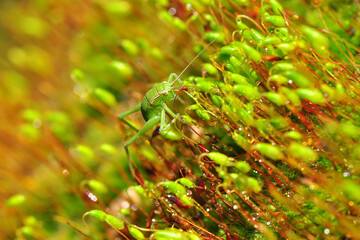 Beautiful Grasshopper macro in green nature 