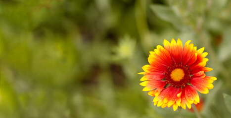Beautiful red and yellow flower with drops of water on petals on the green grass background. Summer time. Banner or card with cope space. Selective focus.