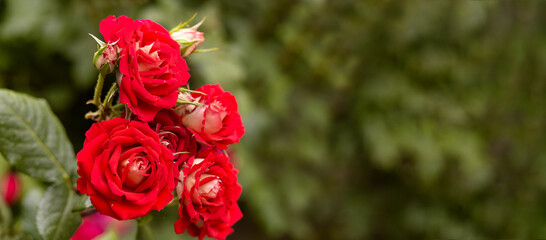 Blooming red roses in the garden. Beautiful summer flowers close up. Card or banner with copy space. Selective focus.