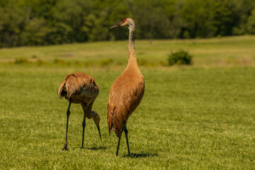Sandhill crane in the wild