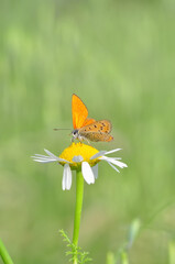 Closeup beautiful butterfly sitting on the flower in a summer garden

