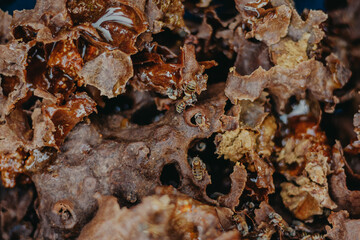 Abejas en Panel
