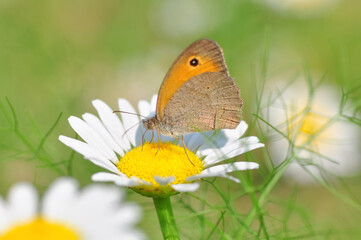 Closeup beautiful butterfly sitting on the flower in a summer garden

