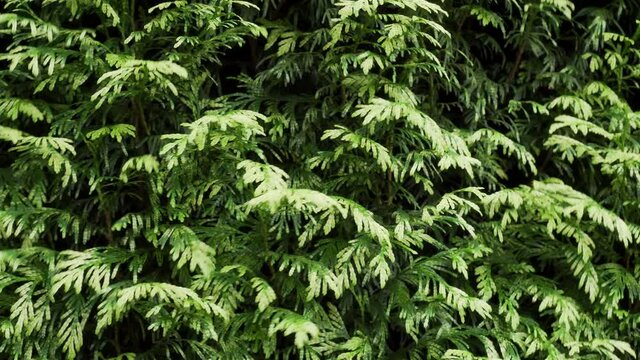 Thuja foliage close-up moves in the wind in the garden. Hedgerow close-up.