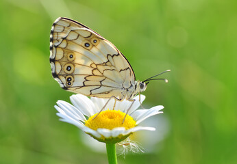 Closeup beautiful butterfly sitting on the flower in a summer garden

