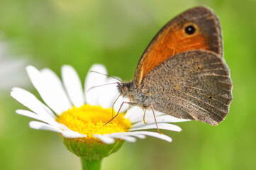 Closeup beautiful butterfly sitting on the flower in a summer garden

