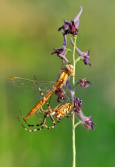 Beautiful spider feasting dragonfly on a spider web . Macro photo.