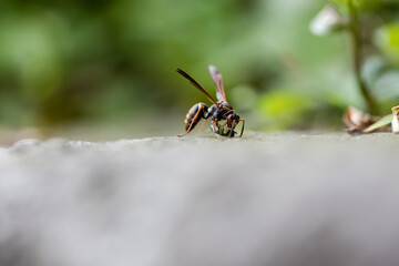 Fototapeta premium bee ( paper wasp ) 