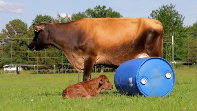 Jersey cow licks and cleans her newborn calf