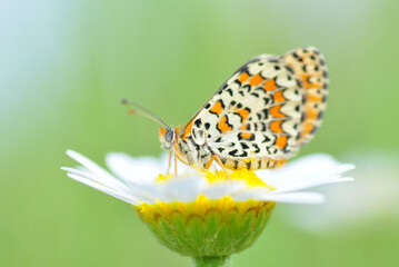Closeup beautiful butterfly sitting on the flower in a summer garden

