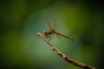 Dragonfly perched on a tree branch with green blur background