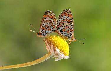 Closeup beautiful butterfly sitting on the flower in a summer garden

