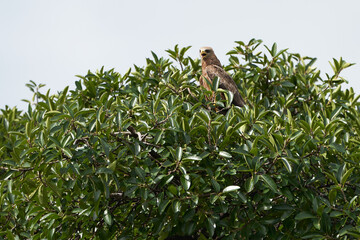 Black kite Portrait Milvus Milvus Ngorongoro Crater 