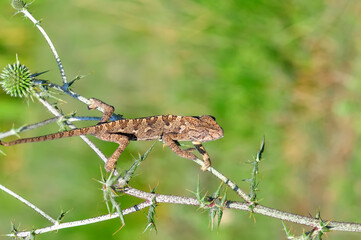 Macro shots, Beautiful nature scene green chameleon 