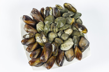 View of raw mix sea shells that lie in a stylish white plate