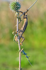 Macro shots, Beautiful nature scene green chameleon 