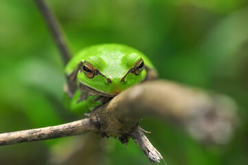 Beautiful Europaean Tree frog Hyla arborea 
