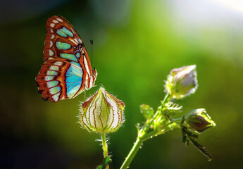 Closeup beautiful butterfly in a summer garden