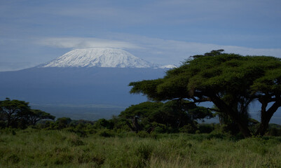  Amboseli - Big Five Safari -Kilimanjaro African bush elephant Loxodonta africana