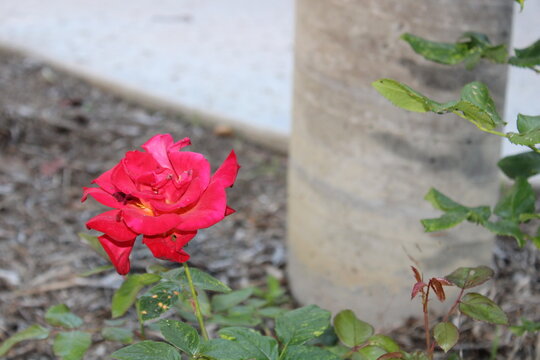 red rose in the garden