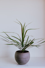 Dracaena Plant