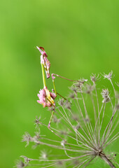 Close up of pair of Beautiful European mantis ( Mantis religiosa )