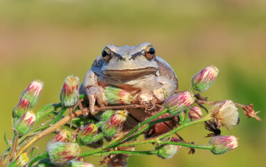 Beautiful Europaean Tree frog Hyla arborea 