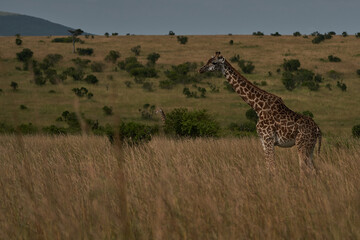 Giraffe Africa Giraffa Safari Big Five Africa