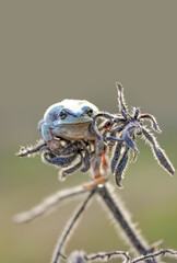 Beautiful Europaean Tree frog Hyla arborea 