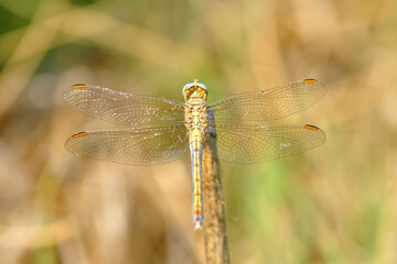 Macro shots, Beautiful nature scene dragonfly.   
