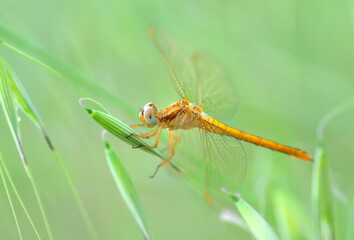 Macro shots, Beautiful nature scene dragonfly.   