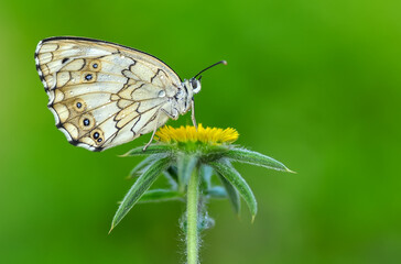 Closeup beautiful butterfly in a summer garden