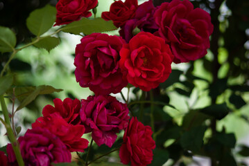 bunch of red roses