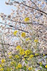 桜と菜の花
