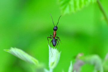 Beautiful Strong jaws of red ant close-up