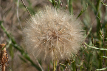 Close-up of a dandelion in a meadow