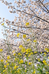 桜と菜の花