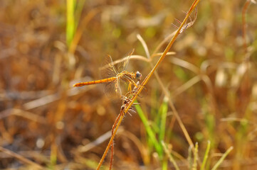 Macro shots, Beautiful nature scene dragonfly.   