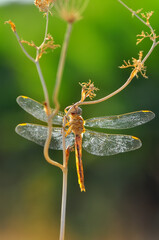 Macro shots, Beautiful nature scene dragonfly.   