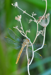 Macro shots, Beautiful nature scene dragonfly.   