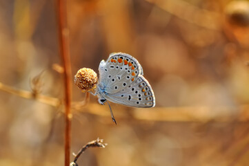 Closeup beautiful butterfly in a summer garden