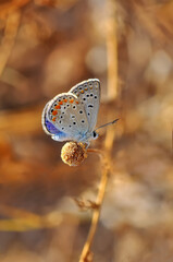 Naklejka premium Closeup beautiful butterfly in a summer garden