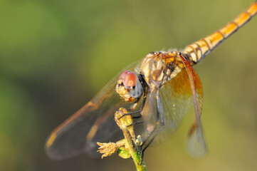 Macro shots, Beautiful nature scene dragonfly.   